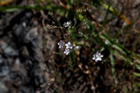 Dwarf Flax