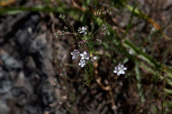 Dwarf Flax