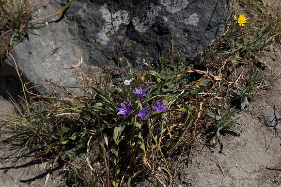 Ithuriel's spear
