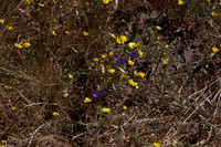 IMG_7951_dev
