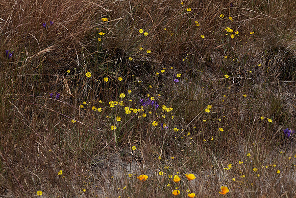 Natures Garden