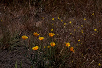 Eschscholzia californica