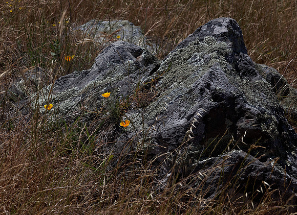 Lichens. Poppies and Serpentine