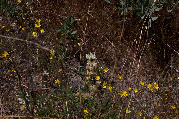 White Lupine