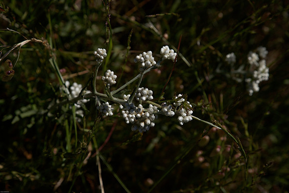 Pearly Everlasting