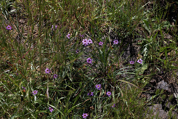 Californian Blue Eyed Grass