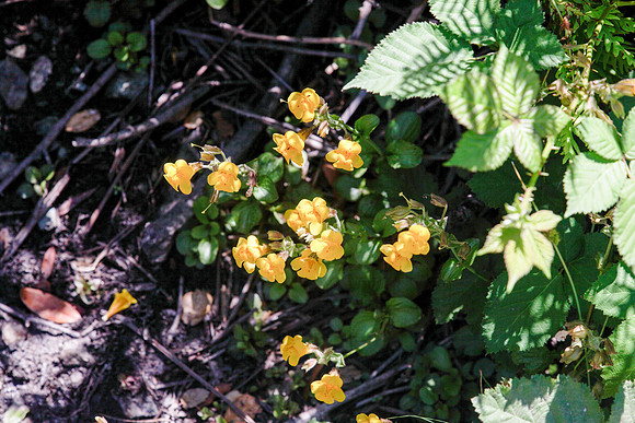 Seep Monkeyflower