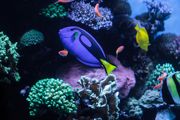 Blue Tang (Dory) fish