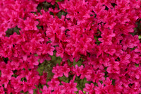 IMG_6758_DxO