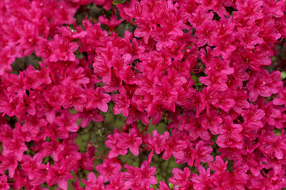 IMG_6758_DxO