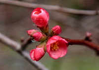 IMG_9261_1.jpg