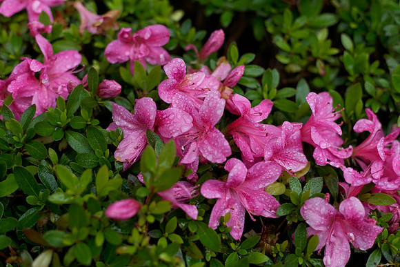 IMG_6765_DxO