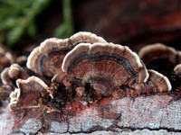 IMG_9274crop.jpg