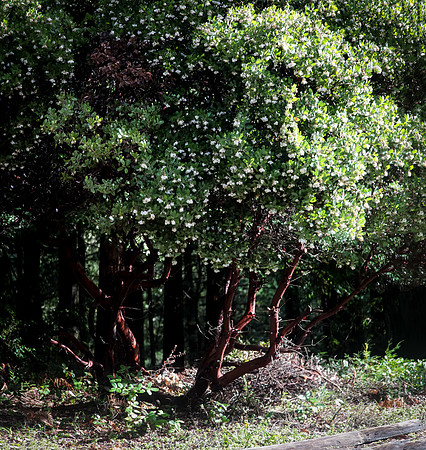 manzanita.jpg