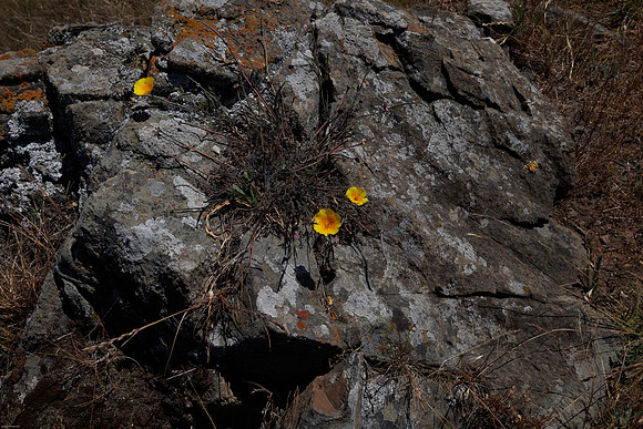 Rock Garden