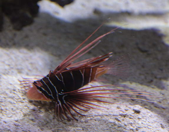 Lion fish