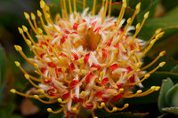 Protea Show – Mostly SF botanical gardens
