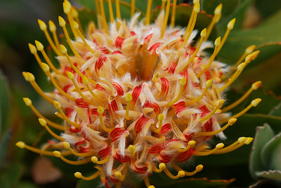 IMG_5372_dev