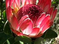 IMG_0876a_dev