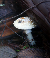 IMG_9266-Edit.jpg
