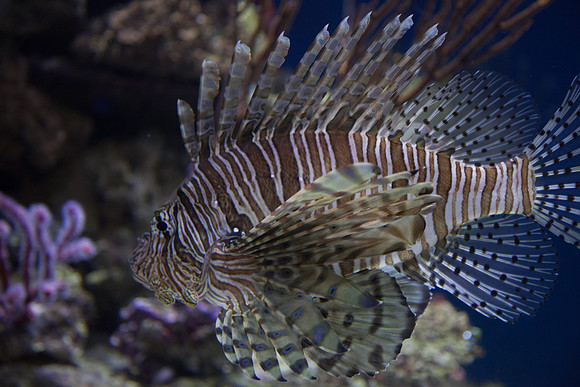 Lion Fish
