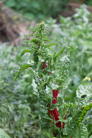 Run-away Red Chard