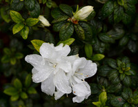 IMG_6760_1