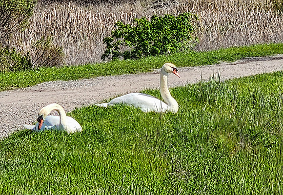 Swans
