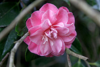 Camellia japonica
