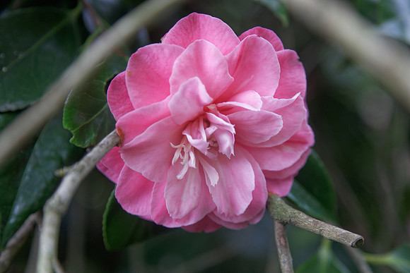 Camellia japonica