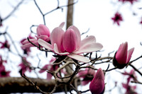 IMG_0667_dev_1