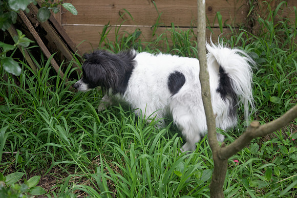Garden Patrol
