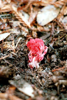 Ramaria araiospora