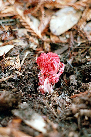Ramaria araiospora