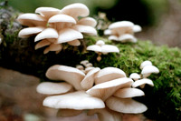 Pleurotus ostreatus