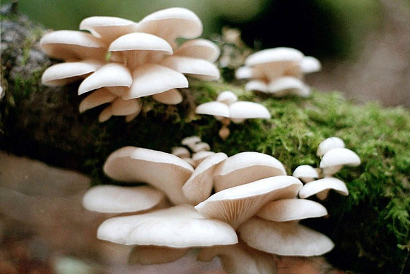 Pleurotus ostreatus