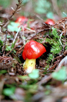 Hygrocybe punicea