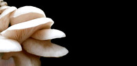Pleurotus ostreatus