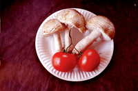 Agaricus augustus