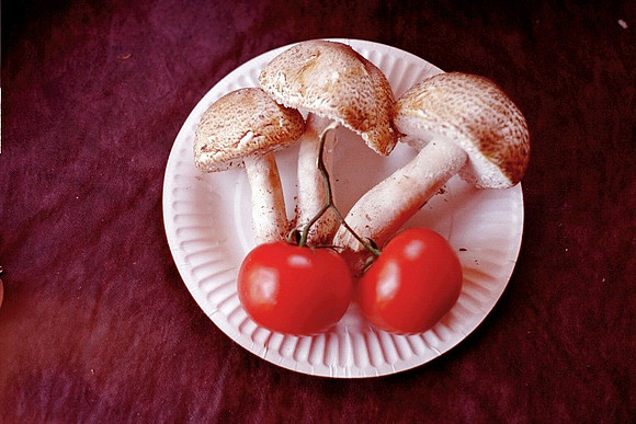 Agaricus augustus