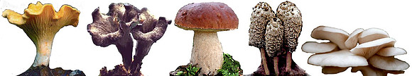 Modern Mushroom Boarder.