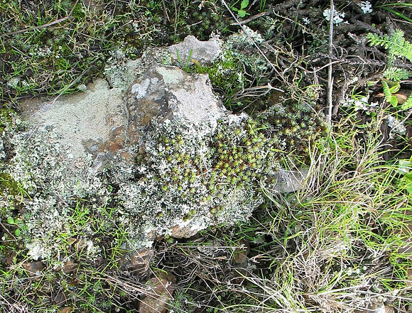 Slime Mold?