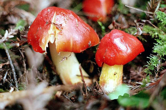 Hygrophorus puniceus