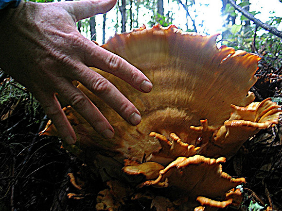 Laetiporus sulphureus,