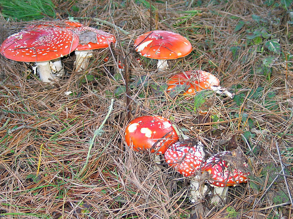 amanita muscaria