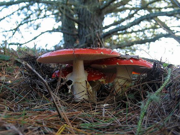 Amanita muscaria