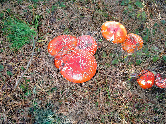 amanita muscaria