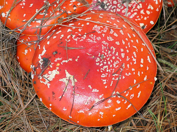 amanita muscaria