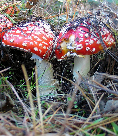 amanita muscaria