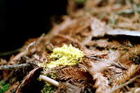 Slime Mold?